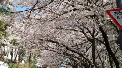 해운대달맞이길 (부산 해운대)
